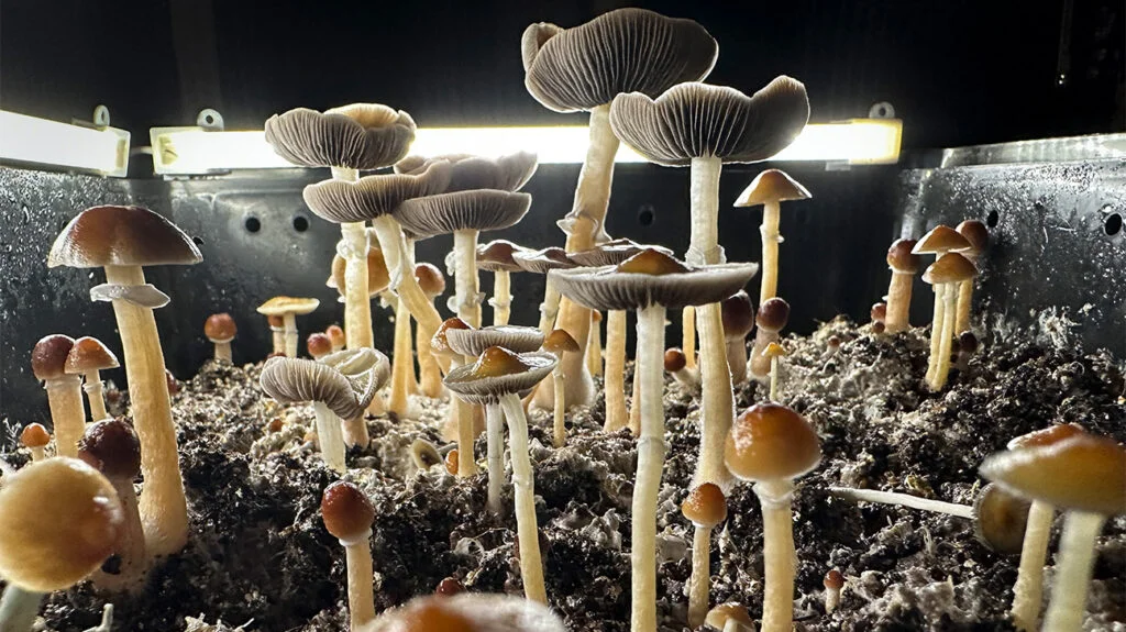 Premium Medicinal Mushrooms